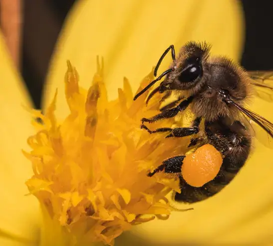 Bee On Flower