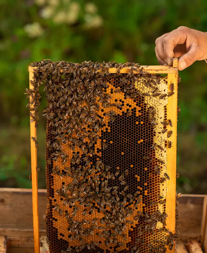 Bees Hive
