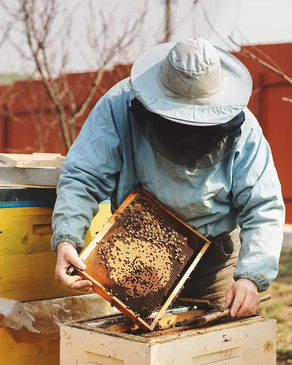 Man checking Bees