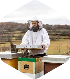 Man Harvesting Bees